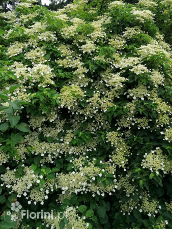 Hortensja pnąca | Hydrangea petiolaris