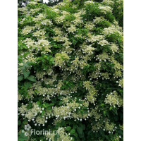 Hortensja pnąca | Hydrangea petiolaris