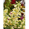Naparstnica wielkokwiatowa 'Carillon' Digitalis grandiflora