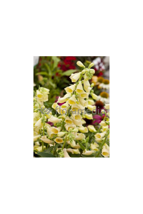 Naparstnica wielkokwiatowa 'Carillon' Digitalis grandiflora