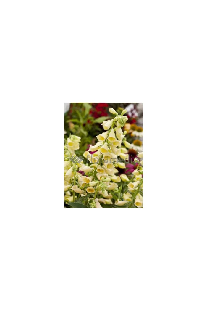 Naparstnica wielkokwiatowa 'Carillon' Digitalis grandiflora