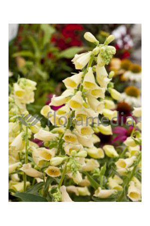Naparstnica wielkokwiatowa 'Carillon' Digitalis grandiflora