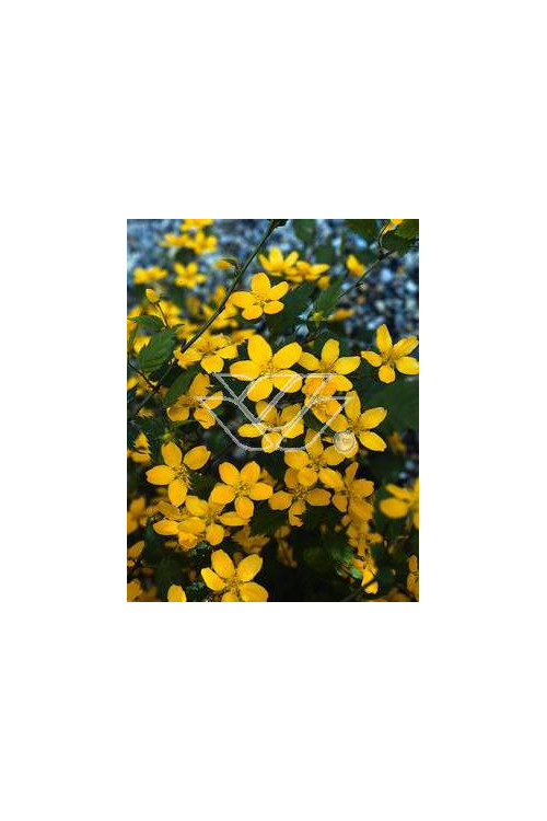 Złotlin japoński 'Picta' Kerria japonica