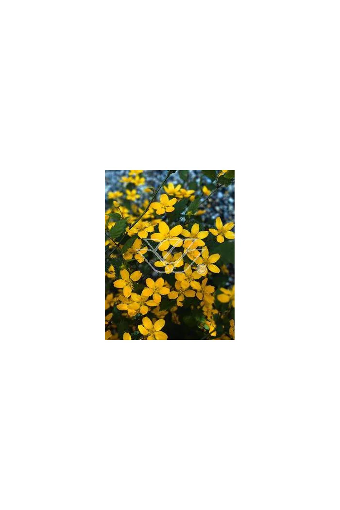 Złotlin japoński 'Picta' Kerria japonica