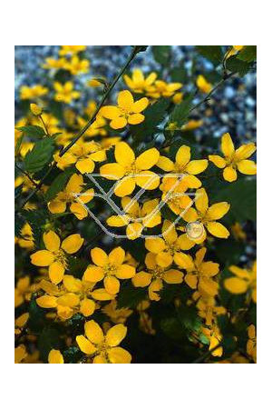 Złotlin japoński 'Picta' Kerria japonica