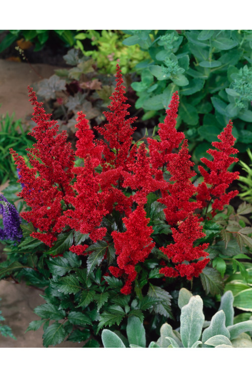 tawułka, tawułka arendsa, tawułka czerwona, tawułka fanal, astilbe