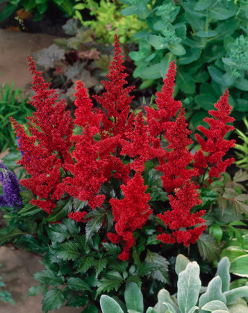 tawułka, tawułka arendsa, tawułka czerwona, tawułka fanal, astilbe