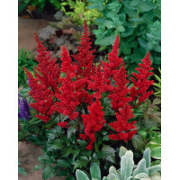 tawułka, tawułka arendsa, tawułka czerwona, tawułka fanal, astilbe