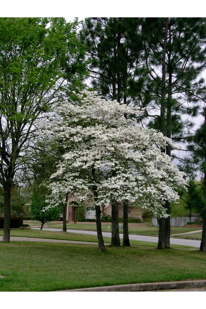 Dereń kwiecisty | Cornus florida