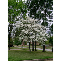 Dereń kwiecisty | Cornus florida