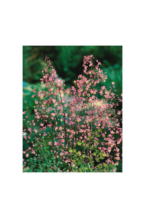 Rutewka dwuskrzydłowa Thalictrum dipterocarpum