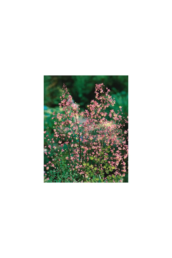 Rutewka dwuskrzydłowa Thalictrum dipterocarpum