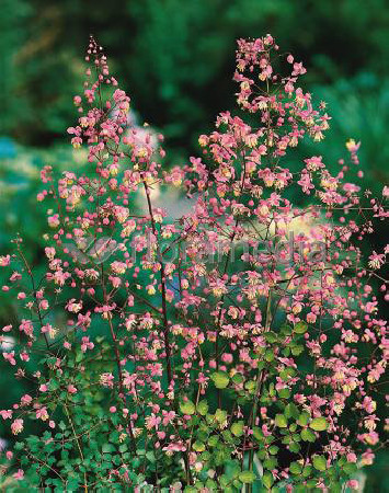 Rutewka dwuskrzydłowa Thalictrum dipterocarpum