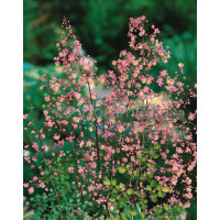 Rutewka dwuskrzydłowa Thalictrum dipterocarpum