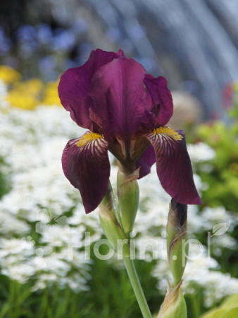 Kosaciec (Irys) bródkowy 'Red Orchid' | Iris barbata