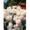 Azalia wielkokwiatowa 'Schneegold' | Rhododendron
