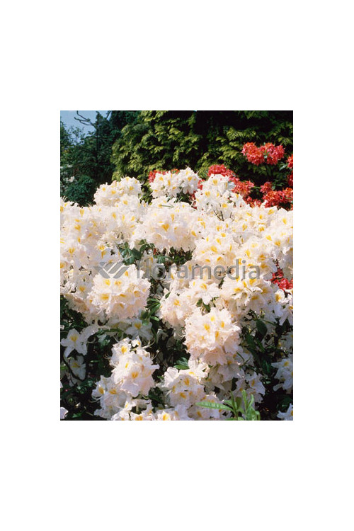 Azalia wielkokwiatowa 'Schneegold' | Rhododendron