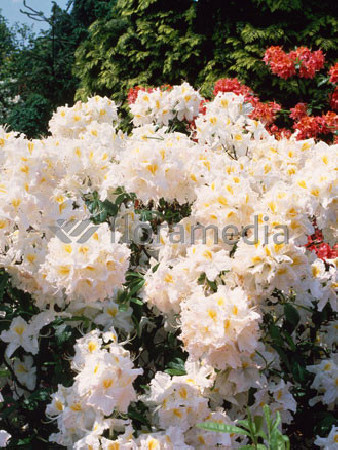 Azalia wielkokwiatowa 'Schneegold' | Rhododendron