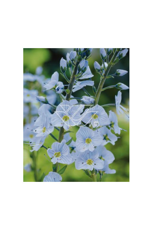 Przetacznik goryczkowaty 'Variegata' Veronica gentianoides