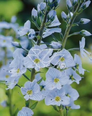 Przetacznik goryczkowaty 'Variegata' Veronica gentianoides