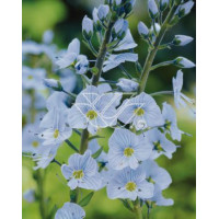 Przetacznik goryczkowaty 'Variegata' Veronica gentianoides