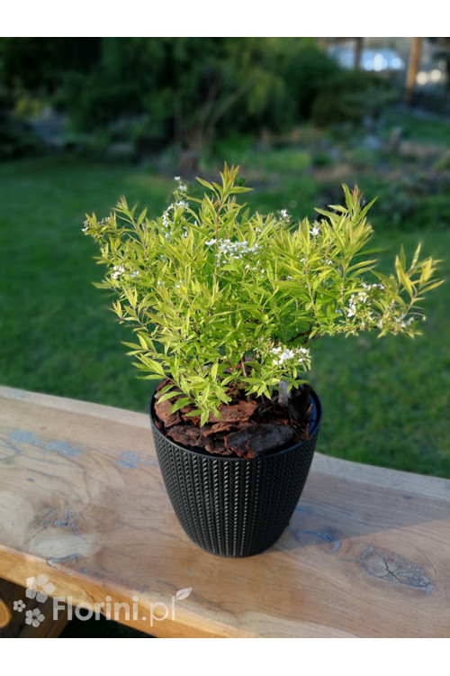 Tawuła thunberga 'Ogon' | Spiraea thunbergii