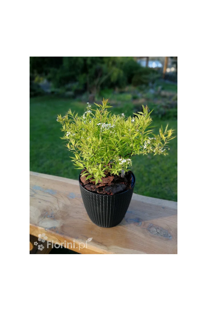 Tawuła thunberga 'Ogon' | Spiraea thunbergii