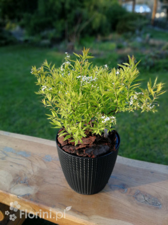 Tawuła thunberga 'Ogon' | Spiraea thunbergii