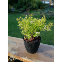 Tawuła thunberga 'Ogon' | Spiraea thunbergii