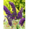 Budleja dawida 'Black Knight' Buddleja davidii