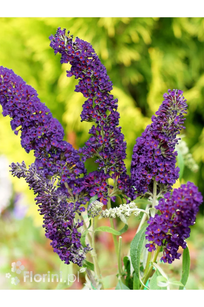 Budleja dawida 'Black Knight' Buddleja davidii