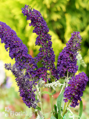 Budleja dawida 'Black Knight' Buddleja davidii