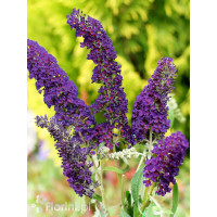 Budleja dawida 'Black Knight' Buddleja davidii