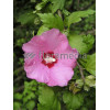 Ketmia syryjska 'Minerva' Hibiscus syriacus