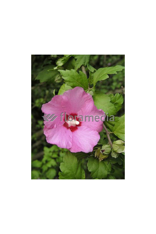 Ketmia syryjska 'Minerva' Hibiscus syriacus