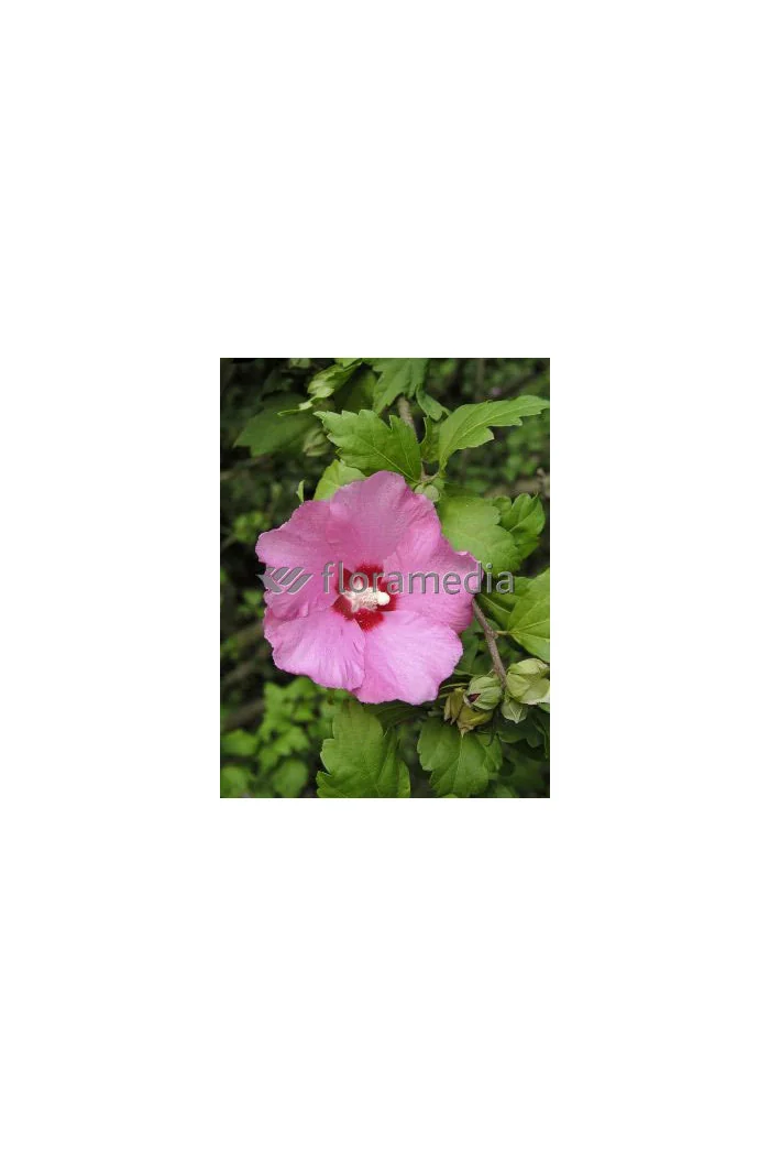 Ketmia syryjska 'Minerva' Hibiscus syriacus