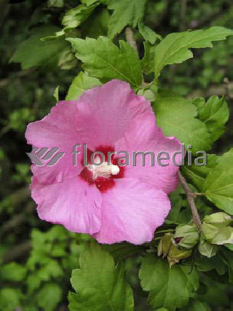 Ketmia syryjska 'Minerva' Hibiscus syriacus