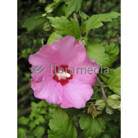 Ketmia syryjska 'Minerva' Hibiscus syriacus