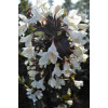 Krzewuszka cudowna 'Ebony & Ivory' | Weigela florida