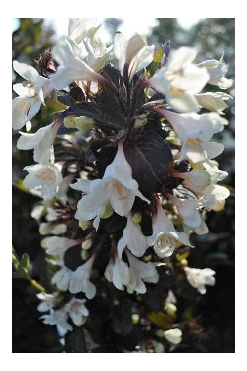 Krzewuszka cudowna 'Ebony & Ivory' | Weigela florida