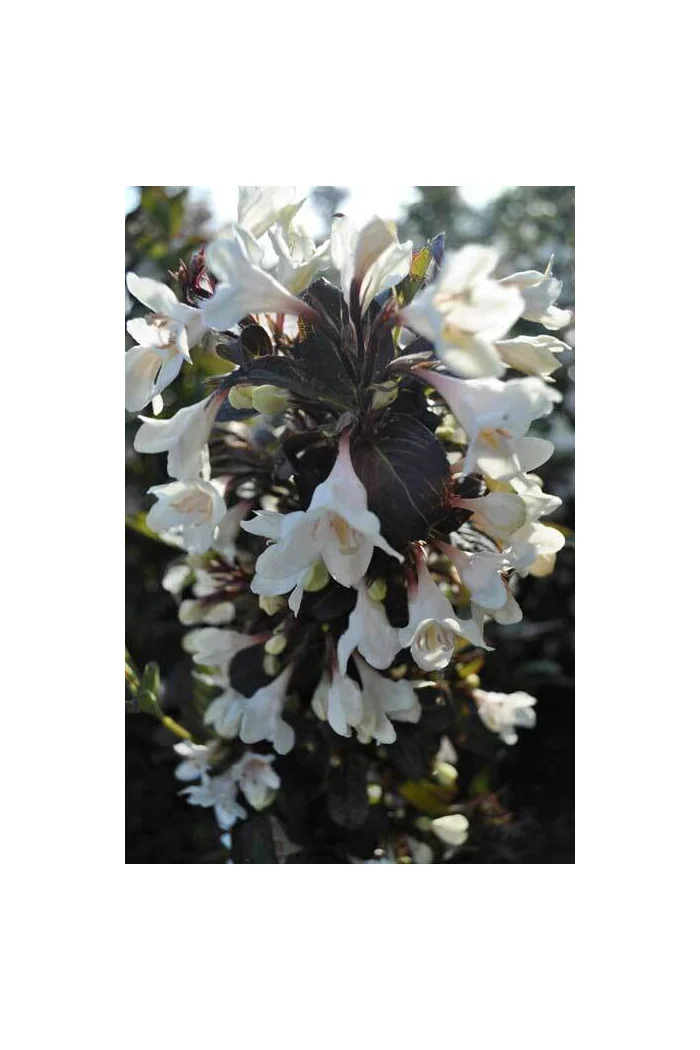 Krzewuszka cudowna 'Ebony & Ivory' | Weigela florida