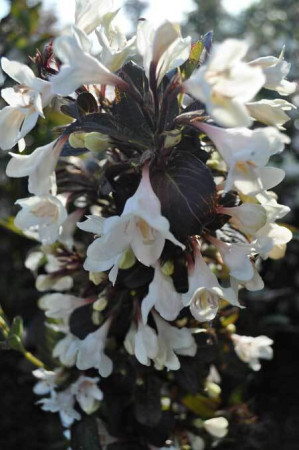 Krzewuszka cudowna 'Ebony & Ivory' | Weigela florida