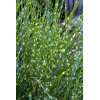 Miskant chiński 'Strictus' | Miscanthus sinensis