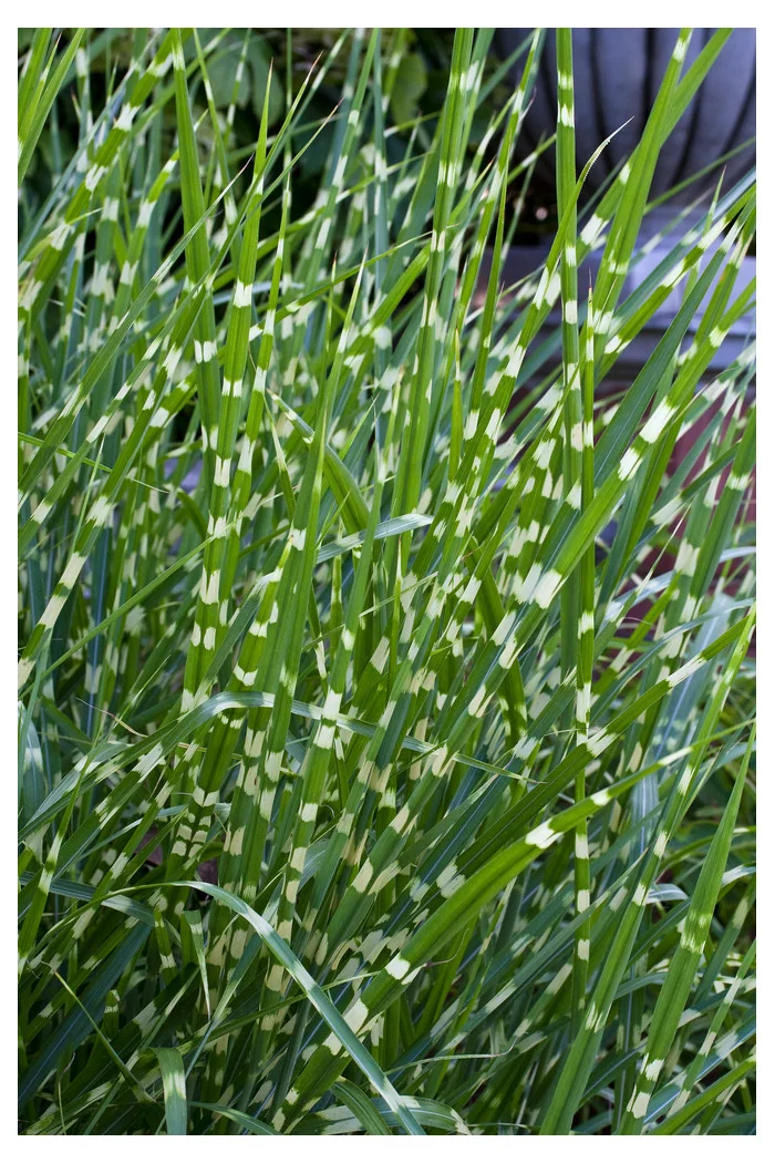 Miskant chiński 'Strictus' | Miscanthus sinensis