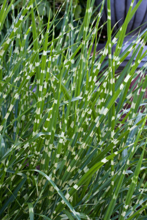 Miskant chiński 'Strictus' | Miscanthus sinensis