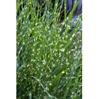 Miskant chiński 'Strictus' | Miscanthus sinensis