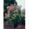 Tamaryszek pięciopręcikowy 'Pink Cascade' Tamarix ramosissima