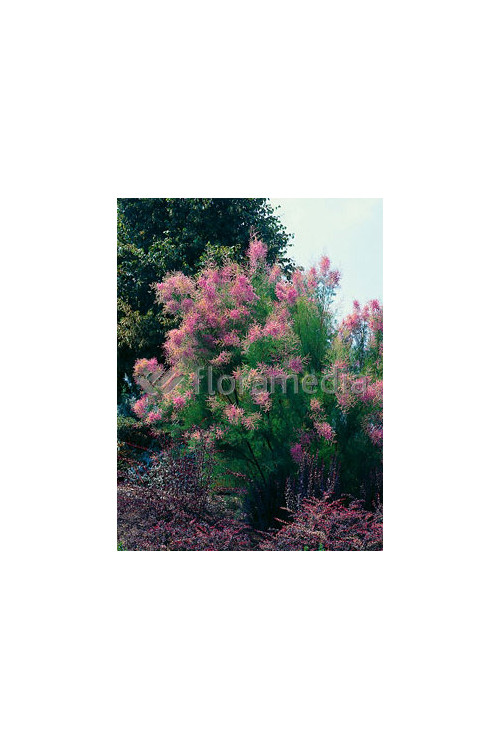 Tamaryszek pięciopręcikowy 'Pink Cascade' Tamarix ramosissima