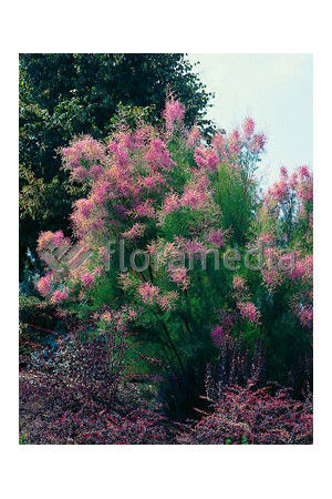 Tamaryszek pięciopręcikowy 'Pink Cascade' Tamarix ramosissima