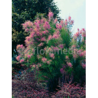 Tamaryszek pięciopręcikowy 'Pink Cascade' Tamarix ramosissima